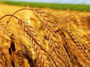 Certification of grain may be simplified