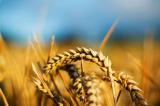 In 2019 Export of Agricultural Products to EU Can Increase up to 50%