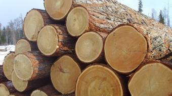 Moratorium on Timber Export Can Result in Lawsuits of Europeans against Ukraine – Expert