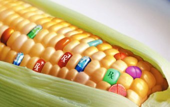 EU Permits Five GMO Crops in Products and Forages