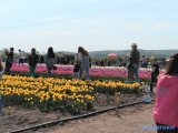 До Буковини на фестиваль тюльпанів з&rsquo;їхалися тисячі туристів