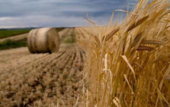 China Wants to Manufacture Agricultural Products in Ukraine