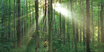 Земли лесного фонда теперь подлежат налогообложению