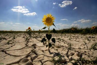 Посуха в центральних областях України вдарить по врожайності зернових - експерти