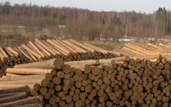 ЄС заявив про згоду України знову вивозити ліс