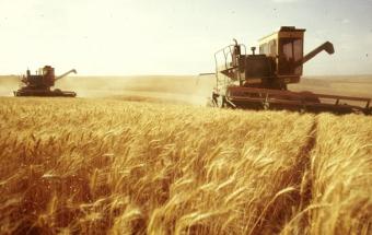 Урожай зерна в Україні знову буде рекордним