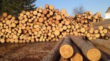 Галасюк: Афера з &laquo;безлісом&raquo; не пройде, мораторій буде збережений