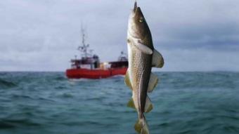 В Україні створять Комісію з розвитку рибного господарства