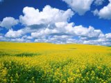 Верховная Рада отсрочила отмену НДС при экспорте масличных
