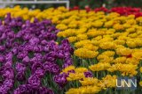 Цветущий Киев: тысячи тюльпанов распустились на Певческом поле