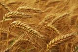 За первый месяц 2015/2016 маркетингового года экспортировано почти 2,5 млн. т зерна