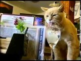 Умер знаменитый кот-мэр из Аляски