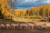 VR simplifies procedure for creation of farms