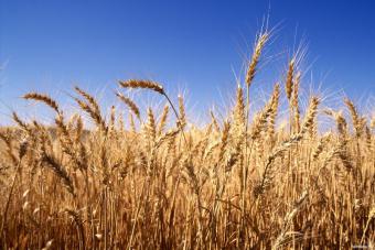 Зниження мит на ввезення української продукції сприятиме розвитку сільського господарства