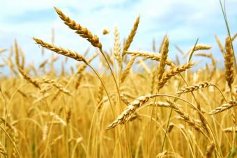 Почти 40% украинского экспорта составляет агропродукция