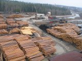 "Поход на контрабанду": Гройсман заявил, что возьмется за лес-кругляк