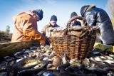 Госрыбагентство оценивает теневой рынок рыбы в 6 миллиардов