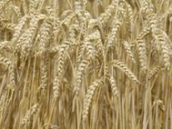 Ukraine may cancel mandatory certification of grain for domestic operations