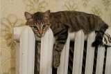 У Києві знизять тарифи на опалення і гарячу воду