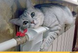 &laquo;Київенерго&raquo;  відключив від опалення офіс &laquo;Нафтогазу&raquo;  та ще 500 будинків у столиці на їх прохання