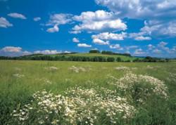 From the sale of land plots the budget received 262.5 million UAH