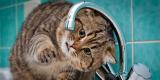 Понад 770 споживачів у Києві залишилися без гарячої води через підготовку до опалювального сезону-2018