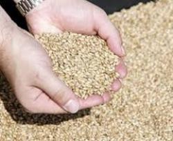 Iraq canceled embargo on direct deliveries of Ukrainian agricultural products