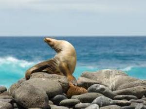 Google Street View to show the Galapagos Islands