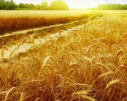 Cabinet sets a 6.9% fee for grain producers&rsquo; budgetary borrowings