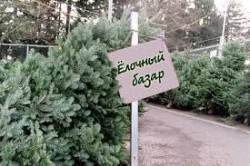 Ukrainians are promised Christmas trees with price starting at 50 UAH
