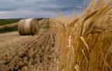 Китай хочет производить сельхозпродукцию в Украине