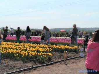 На Буковину съехались тысячи туристов на фестиваль тюльпанов