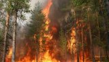 Леса Херсонщины будет охранять армия