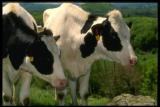 The Verkhovna Rada passes a draft law to help Ukrainian agrarians come to the EU market