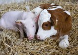 Доходность продукции животноводства вырастет почти вдвое &ndash; эксперты