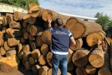В Харьковской области проводят обыски в лесхозах