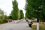 В столице Казахстана Астане заявили о необходимости создания паспортов деревьев