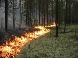 У ДСНС не виключили ймовірний підпал у зоні відчуження