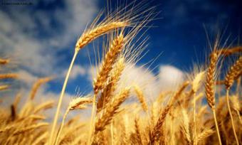 The wheat price hike in the background of aggravation of the conflict between Ukraine and Russia
