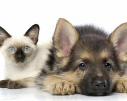 European Convention for protection of pets ratified