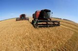 Українські аграрії вже намолотили 33,4 мільйона тонн зернових